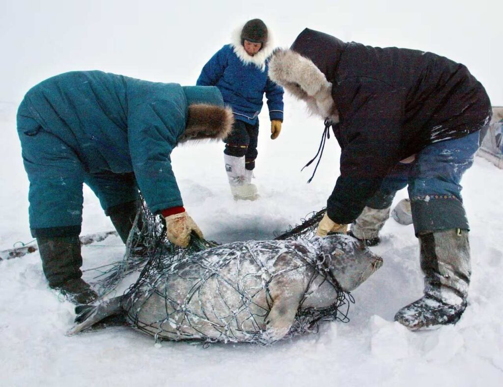 Arctic Seals